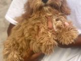 Acil 4 Aylık Maltipoo