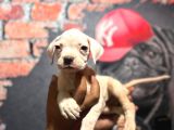 Güç sevenlere son iki american bulldog yavrularımız