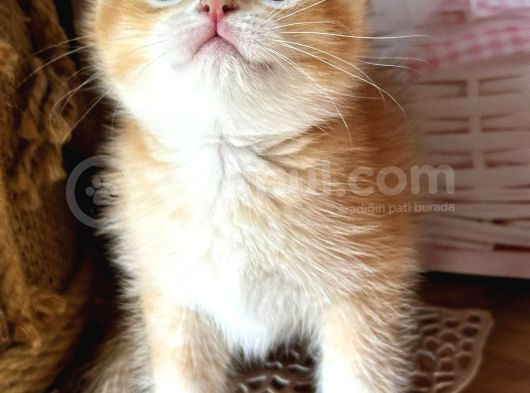 A Kalite Bri̇ti̇sh Shorthai̇r Golden  Yavrular