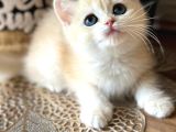 A Kalite Bri̇ti̇sh Shorthai̇r Golden  Yavrular