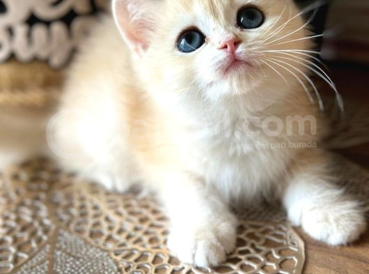 A Kalite Bri̇ti̇sh Shorthai̇r Golden  Yavrular görsel