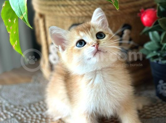 A Kalite Bri̇ti̇sh Shorthai̇r Golden  Yavrular görsel