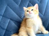 A Kalite Bri̇ti̇sh Shorthai̇r Golden  Yavrular