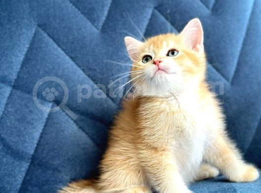 A Kalite Bri̇ti̇sh Shorthai̇r Golden  Yavrular görsel