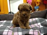 Orjinal Poodle Yavrularımız Sözleşmeli Teslim