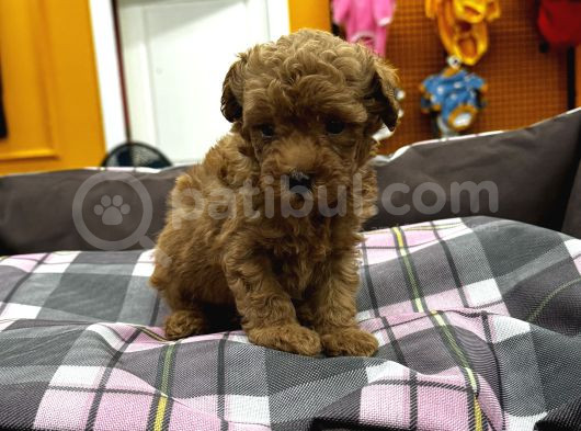 Orjinal Poodle Yavrularımız Sözleşmeli Teslim görsel