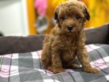 Orjinal Poodle Yavrularımız Sözleşmeli Teslim