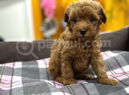 Orjinal Poodle Yavrularımız Sözleşmeli Teslim görsel
