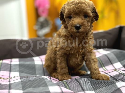 Orjinal Poodle Yavrularımız Sözleşmeli Teslim görsel