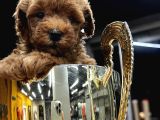 Safkan poodle yavrularım