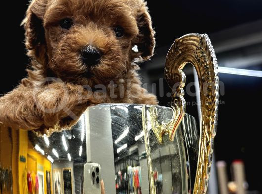 Safkan Poodle Yavrularım
