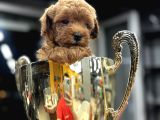 Safkan Poodle Yavrularım