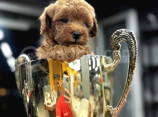 Safkan Poodle Yavrularım görsel