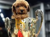 Safkan Poodle Yavrularım