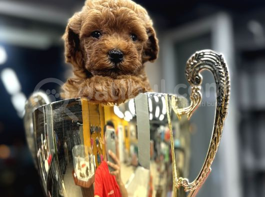 Safkan Poodle Yavrularım görsel