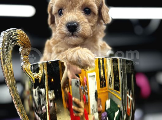 Orjinal Poodle Yavrularımız Sözleşmeli Teslim görsel
