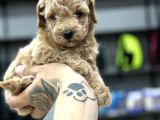 Orjinal Poodle Yavrularımız Sözleşmeli Teslim