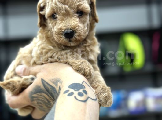 Orjinal Poodle Yavrularımız Sözleşmeli Teslim görsel