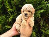 Safkan Poodle Yavrularım