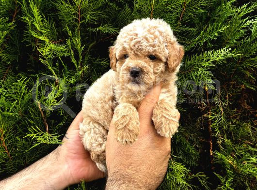 Safkan Poodle Yavrularım görsel