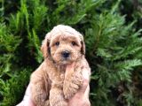 Safkan Poodle Yavrularım