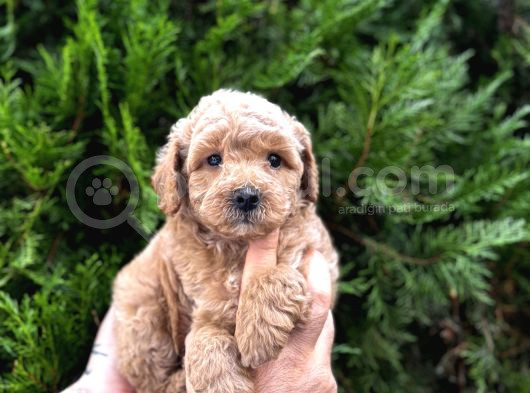 Safkan Poodle Yavrularım görsel