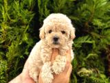Safkan Poodle Yavrularım
