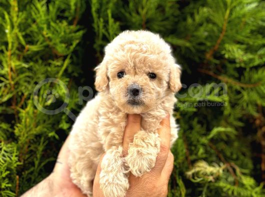 Safkan Poodle Yavrularım görsel