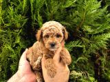 Orjinal Poodle Yavrularımız Sözleşmeli Teslim