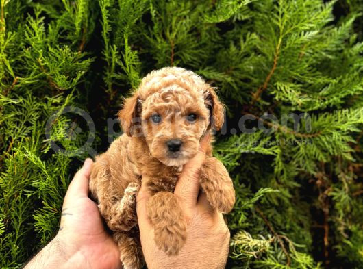 Orjinal Poodle Yavrularımız Sözleşmeli Teslim görsel