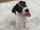 Eğitimli Jack Russell Ares