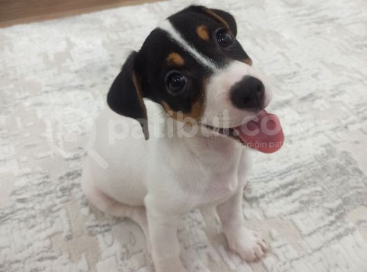 Eğitimli Jack Russell Ares