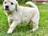 Uygun Fyatlı Baby Face Golden Yavrularımız Son Adetler