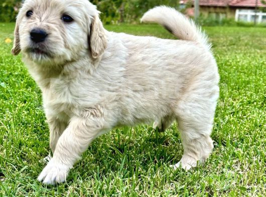Uygun Fyatlı Baby Face Golden Yavrularımız Son Adetler görsel