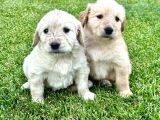 Uygun Fyatlı Baby Face Golden Yavrularımız Son adetler