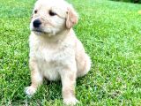 Uygun Fyatlı Baby Face Golden Yavrularımız Son Adetler