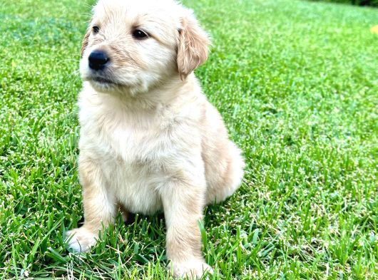 Uygun Fyatlı Baby Face Golden Yavrularımız Son Adetler görsel