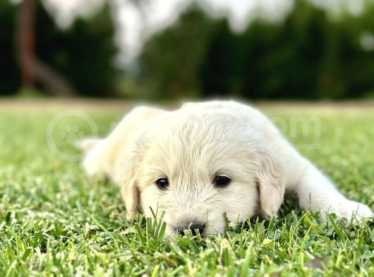 Uygun Fyatlı Baby Face Golden Yavrularımız Son Adetler görsel