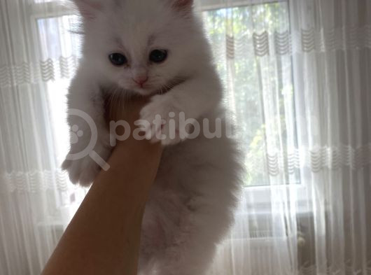 Bembeyaz Kar Tanesi Dişi 2 Aylık görsel