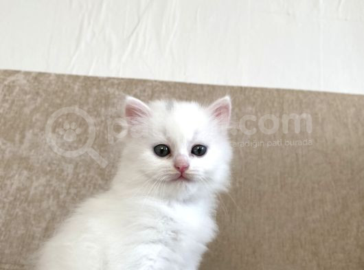 Bembeyaz Kar Tanesi Dişi 2 Aylık görsel