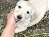 Uygun Fyatlı Baby Face Golden Yavrularımız Son Adetler