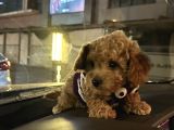 3 Aylık Yavru Toy Poodle