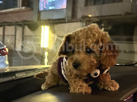 3 Aylık Yavru Toy Poodle görsel
