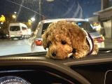 3 Aylık Yavru Toy Poodle