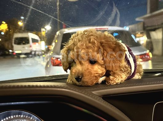 3 Aylık Yavru Toy Poodle görsel