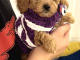 3 Aylık Yavru Toy Poodle