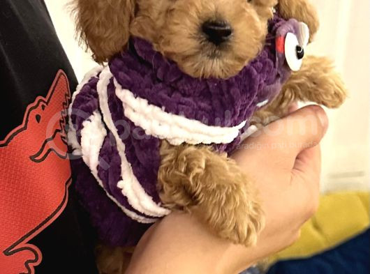 3 Aylık Yavru Toy Poodle görsel