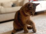 Bebek Golden British Kedi