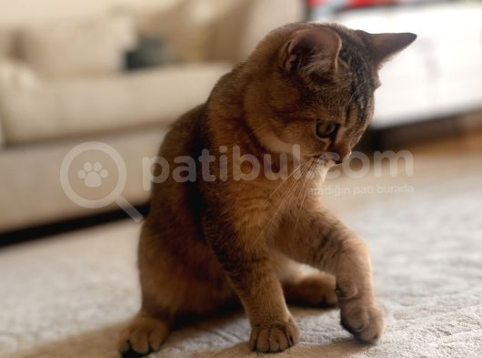 Bebek Golden British Kedi görsel