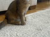Bebek Golden British Kedi
